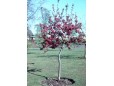 Malus Royalty - cu ghiveci 25 Litri